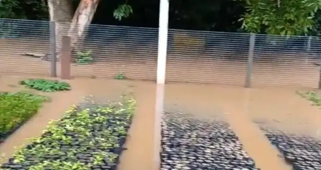 Viveiro Municipal de Cacoal é inundado após fortes chuvas