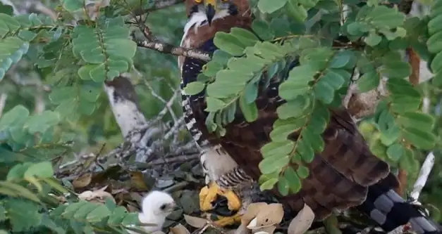 Filhote de gavião-de-penacho de três dias é flagrado em ninho em Rondônia