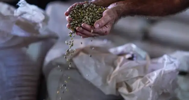 RO é Agro: ação parlamentar fomenta desenvolvimento da cultura do café em Cacoal