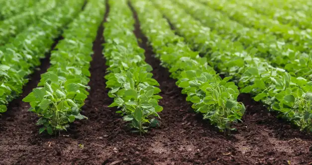 Ministra da Agricultura lançará oficialmente o plantio da safra de soja em Rondônia