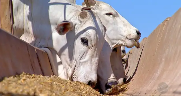 Rebanho bovino recua, mas Brasil segue com mais boi que gente, diz IBGE