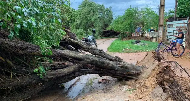 Chuva forte destelha casas e provoca queda de árvores em Porto Velho