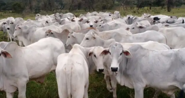 Bandidos furtam mais de 150 cabeças de gado em fazenda de Alto Alegre