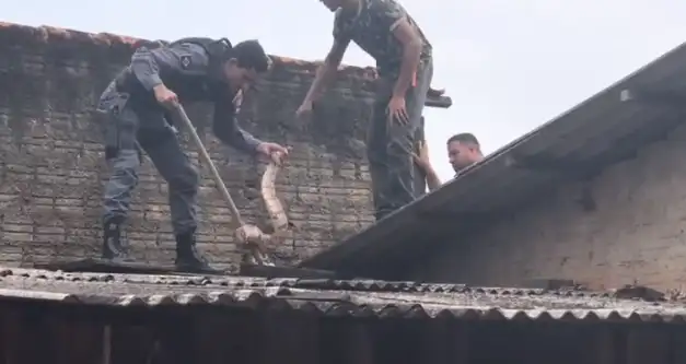 Vídeo: policiais capturam jiboia de quase dois metros no telhado de residência