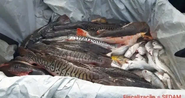 Alta Floresta: Barco, motor, material de pesca e 681 kg de peixes foram apreendidos pela Polícia Ambiental e SEDAM