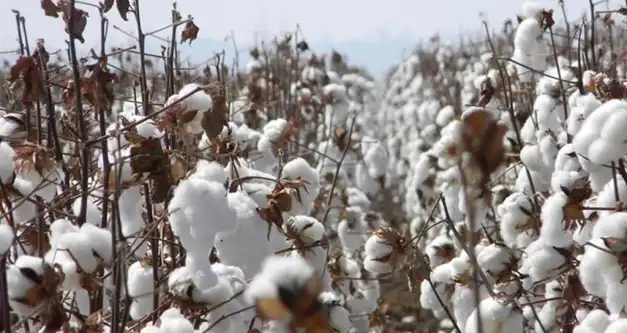 Produção de algodão em Vilhena contribui para crescimento das exportações do município