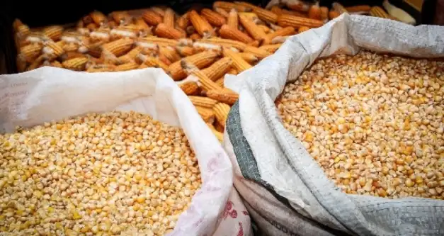 Preços da saca de milho começam 2020 elevados