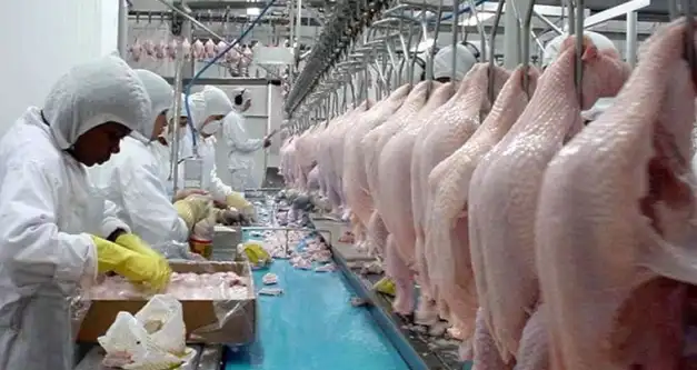 Carne de frango: Volume exportado em janeiro superou as 317 mil toneladas