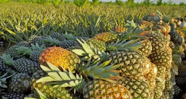 Compêndio de estudos mostra potencial brasileiro na produção de abacaxi