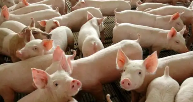 Carne suína: em um ano, SC aumentou exportações para China em 116%