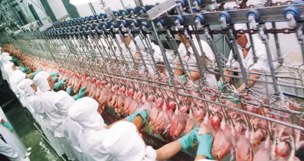 Frango: gripe aviária pode fazer Brasil exportar para outros países