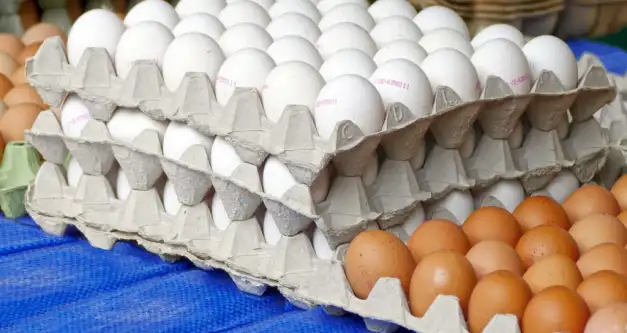 OVOS: Preços dos ovos em patamar recorde favorece poder de comprar do avicultor
