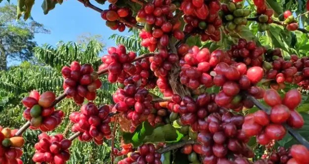 CAFÉ: Preço do robusta sobe no mercado brasileiro