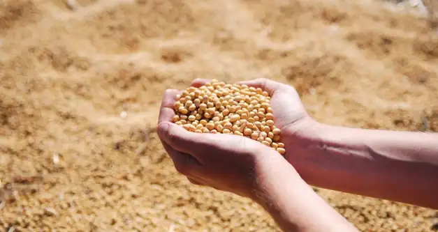 Safra de grãos deve chegar a 271,3 milhões de toneladas, estima Conab