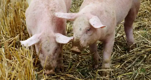 SUÍNOS: Competitividade da carne suína cresce frente á bovina, mas cai frente à de frango