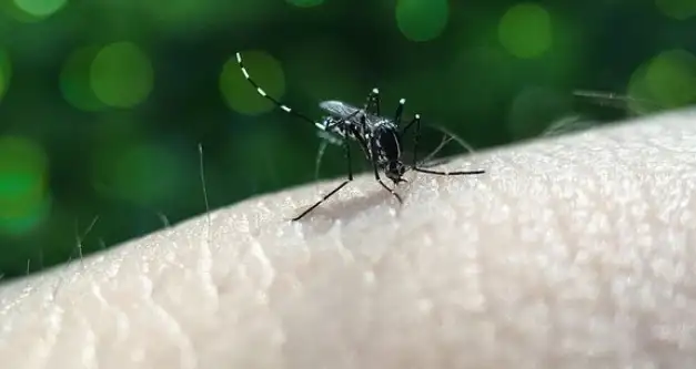 Prefeitura de Nova Mamoré inicia mutirão contra a dengue