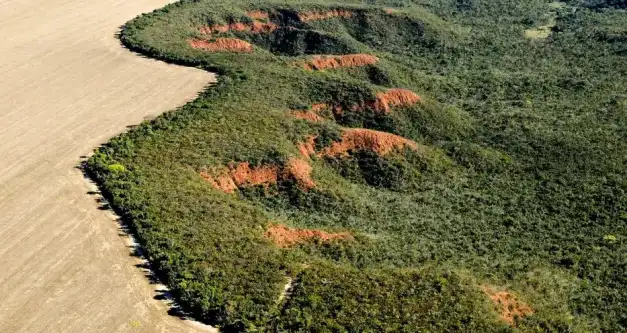 Cerrado tem alta de 19% nos alertas de desmatamento em fevereiro