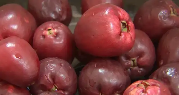 Época do jambo: conheça a origem da fruta exótica e seus benefícios para a saúde