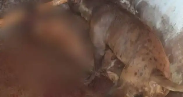 Pit bull mata cão de rua em avenida movimentada e aterroriza moradores