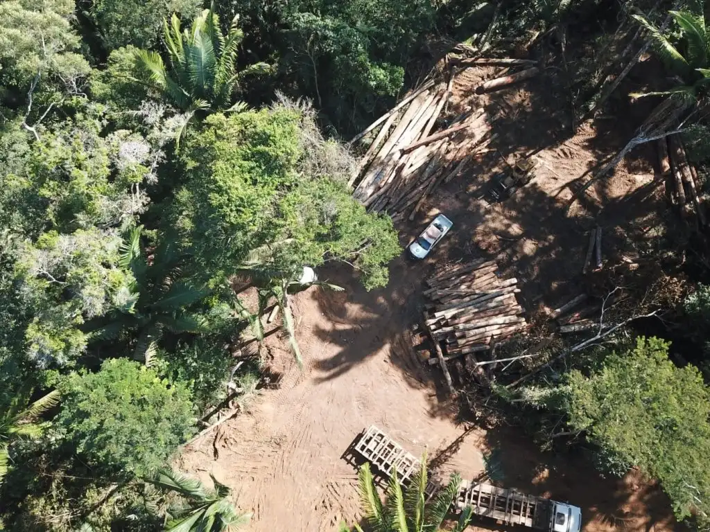 Amazônia Registra Queda de 39% em Alertas de Desmatamento no Primeiro Semestre do Ano
