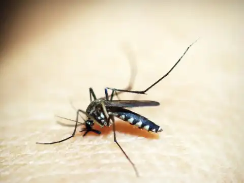 Além de 71 mortes por dengue, Minas tem 20 óbitos por chikungunya