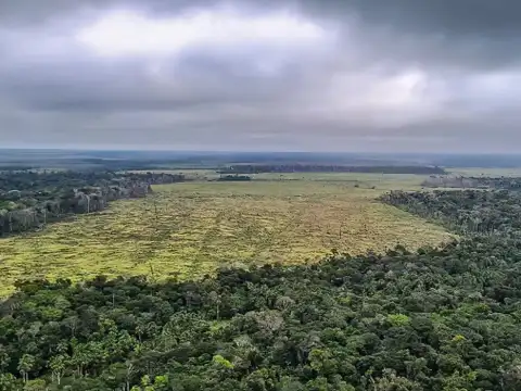Entenda como o mau uso da floresta compromete a vida no planeta