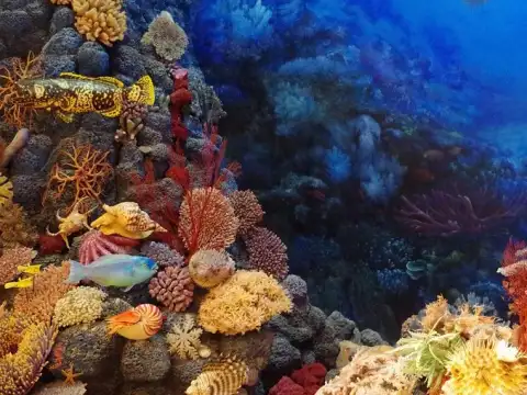 Nova onda de branqueamento afeta corais brasileiros