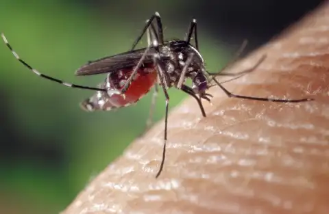 Casos de dengue assusta a população de Nova Brasilândia D’Oeste