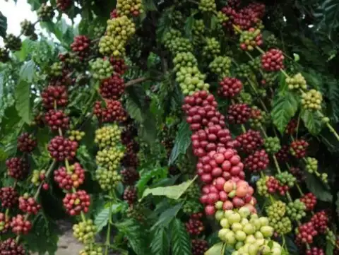 Preço do café robusta amazônico segue em mais de R$ 1 mil, por saca de 60 kg na região da Zona da Mata Rondoniense
