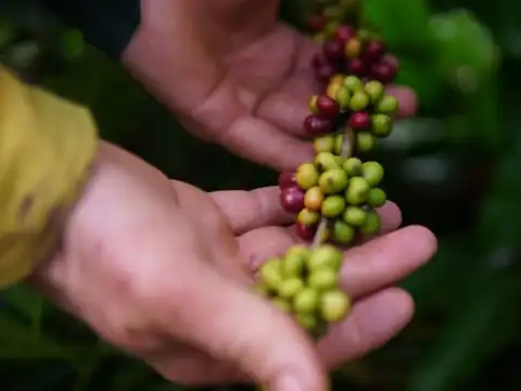 RO é Agro: ação parlamentar fortalece crescimento da cafeicultura em Cacoal