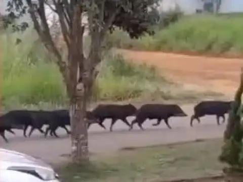 Porcos-do-mato são flagrados vagando pelas ruas de Cacoal