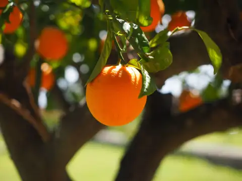 CITROS: Preços da laranja caem em abril; contratos para 24/25 voltam a se aquecer