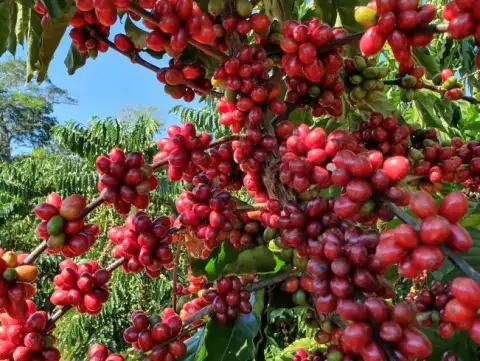 CAFÉ: Saca de 60 kg do robusta já subiu 45% neste ano