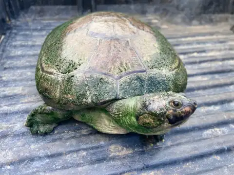 Moradora de Porto Velho fez a entrega voluntária de uma tartaruga ao batalhão de Polícia Ambiental