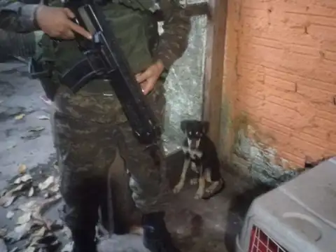 Batalhão de Polícia Ambiental atende denúncia de Maus Tratos a Animal Doméstico em Porto Velho