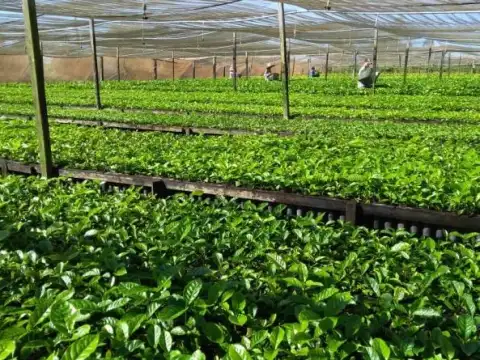 Em 7 anos, mais de 108 milhões de mudas plantadas no Brasil foram produzidas em Rondônia