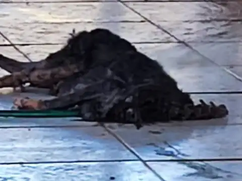 Policia Militar resgata cães em situação de abandono e maus-tratos em Rolim de Moura