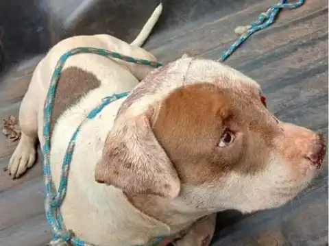 Pitbull resgatado com sinais de tortura sofreu traumatismo craniano em Rolim de Moura, RO