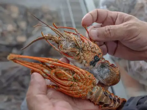 Pesca de lagostas tem novas regras