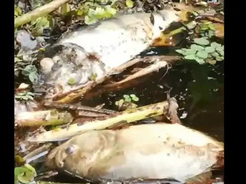 Mortandade de peixes no Rio Guaporé: vídeo viraliza e gera apreensão