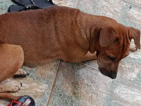 Ladrões envenenam cachorra e furtam moto em Vilhena