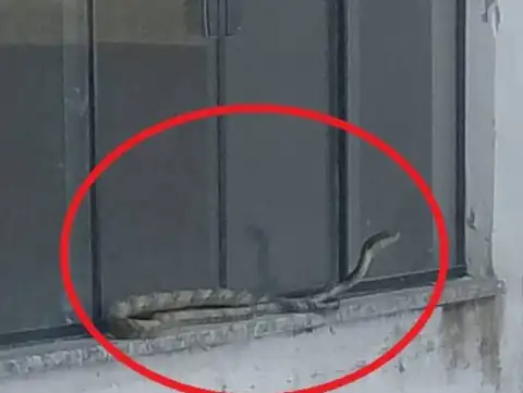 ASSISTA VÍDEO: Em bairro infestado por cobras em Vilhena, pedreiros filmam espécie assustadora durante reforma em residência